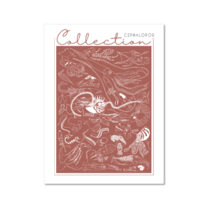 Collection - Cephalopod