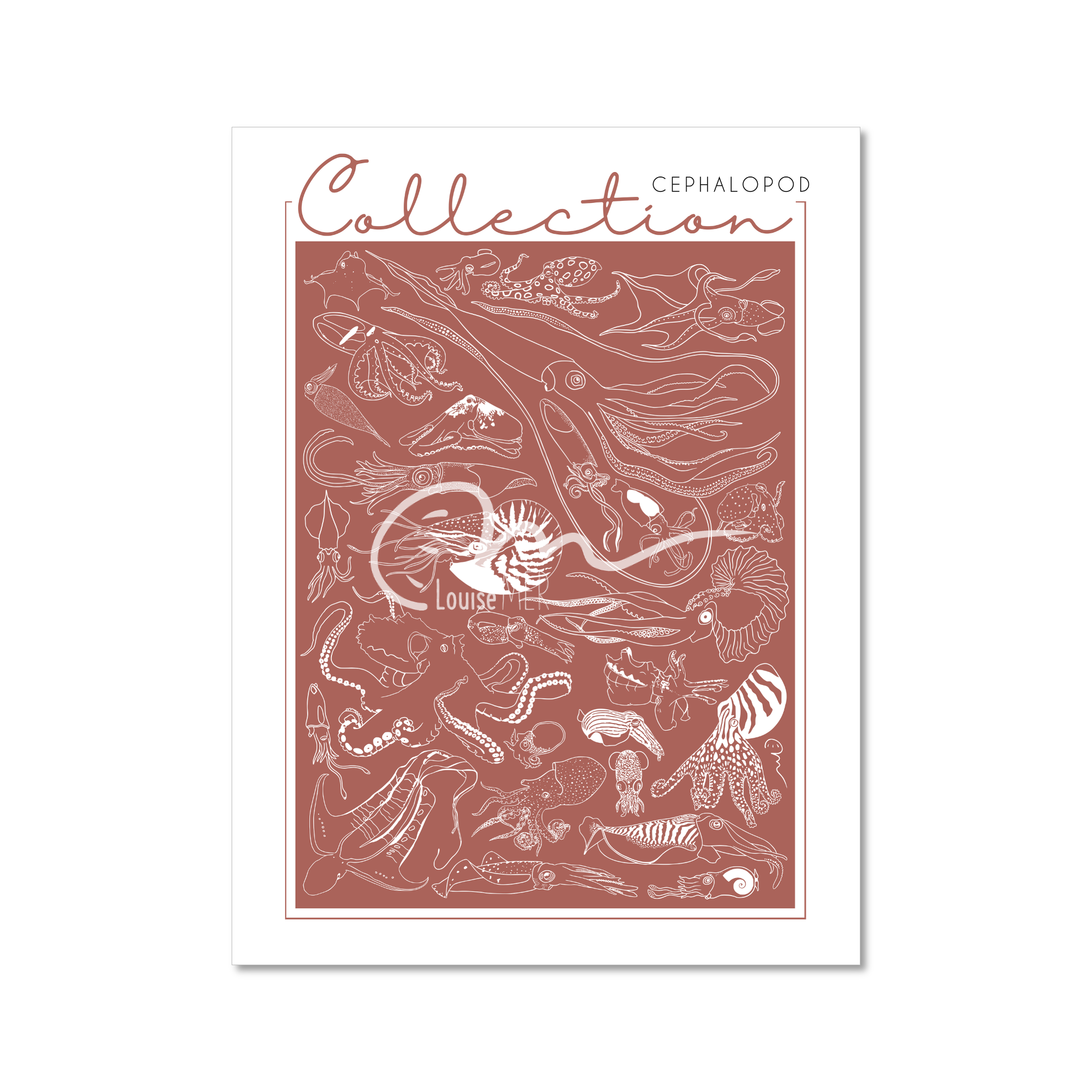 Collection - Cephalopod