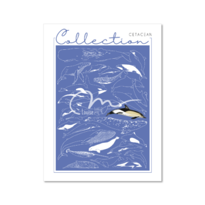 Collection - Cetacean