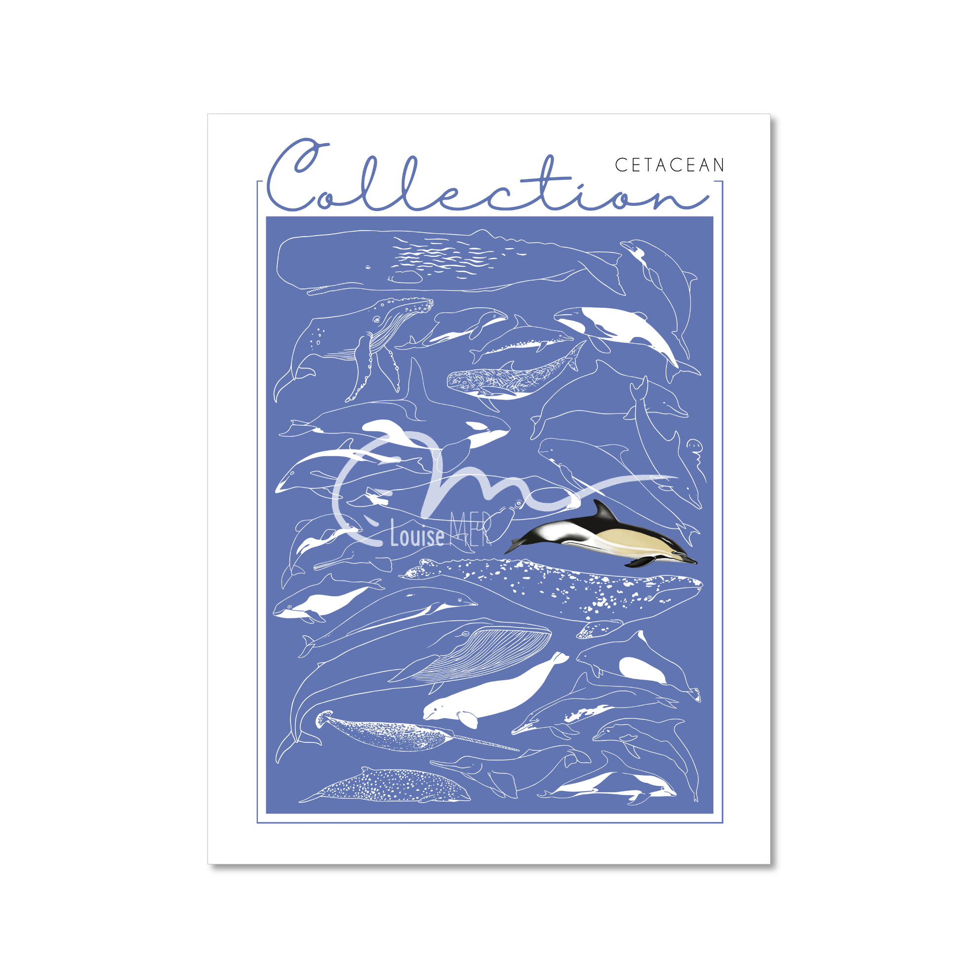 Collection - Cetacean