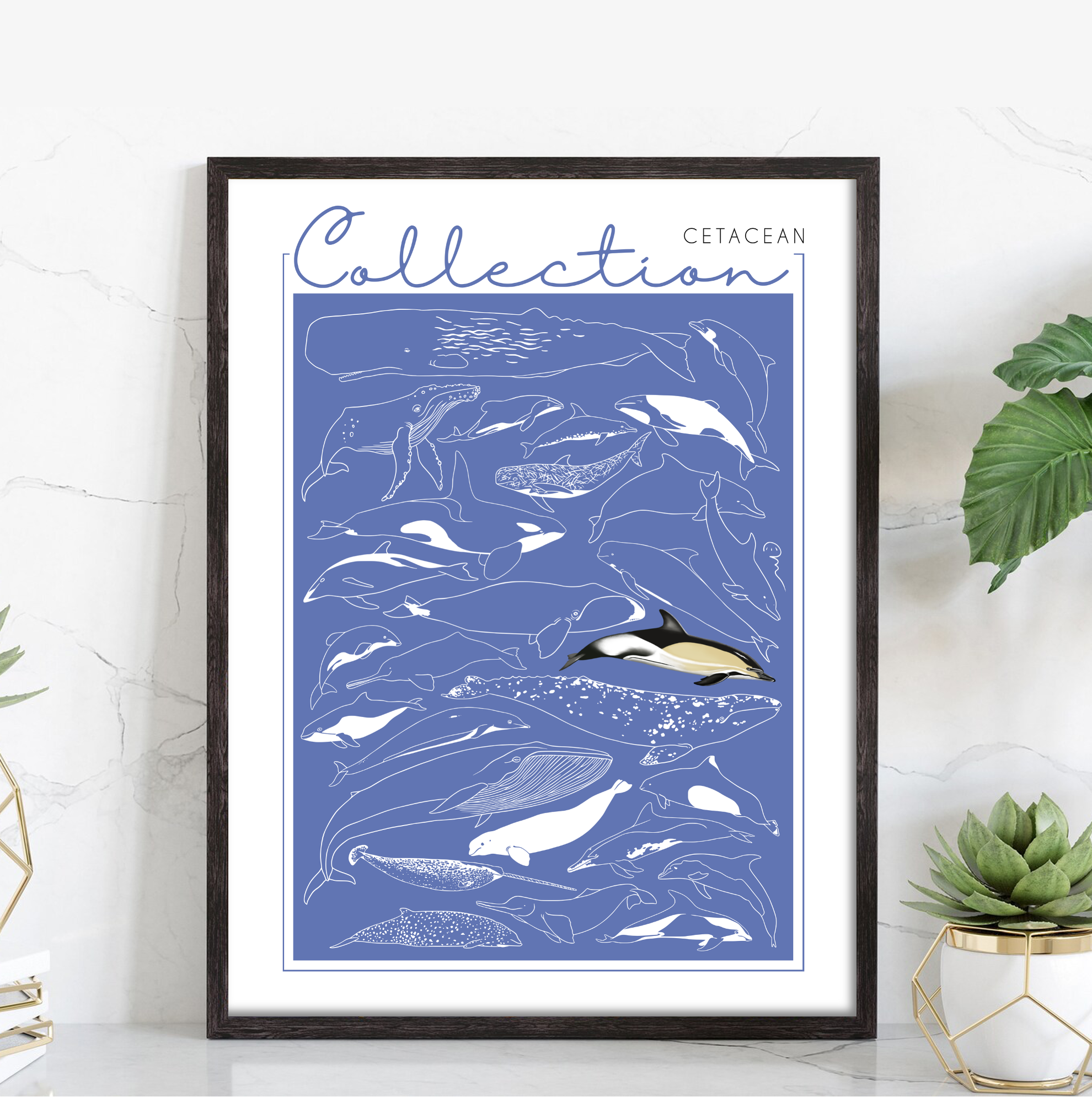 Collection - Cetacean – Image 2
