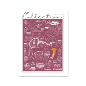 Collection - Jellyfish