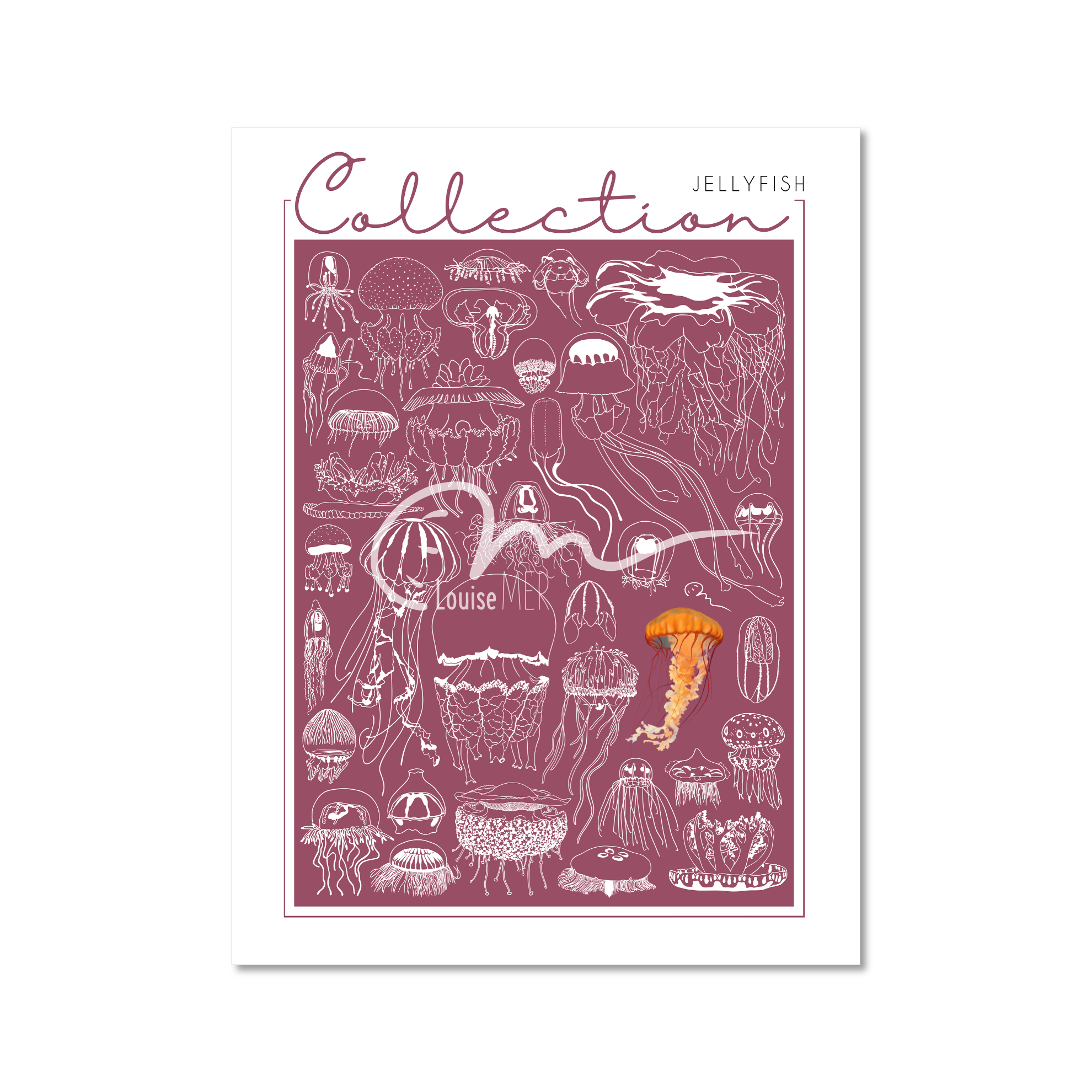 Collection - Jellyfish