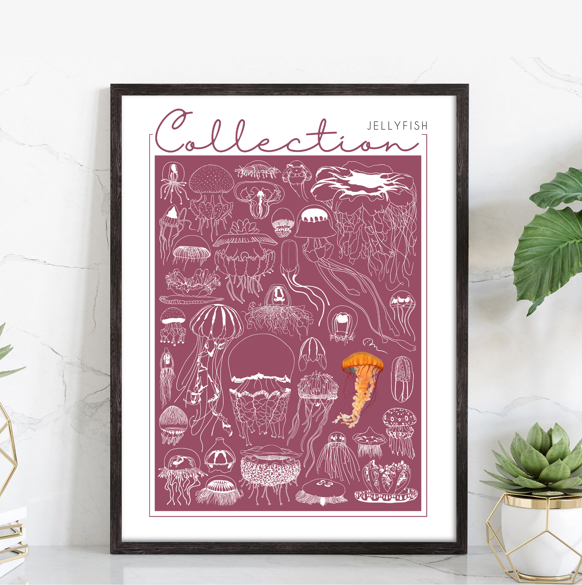 Collection - Jellyfish – Image 2
