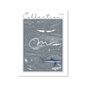 Collection - Shark