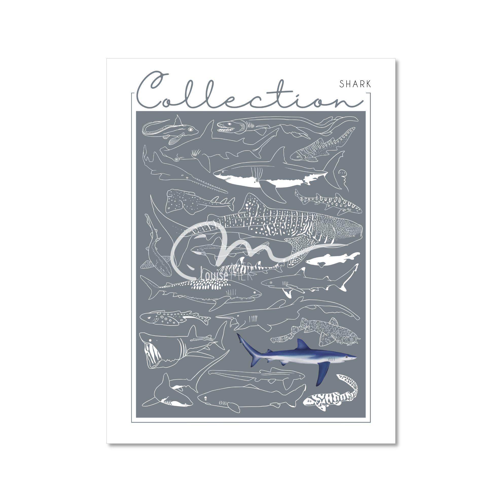 Collection - Shark