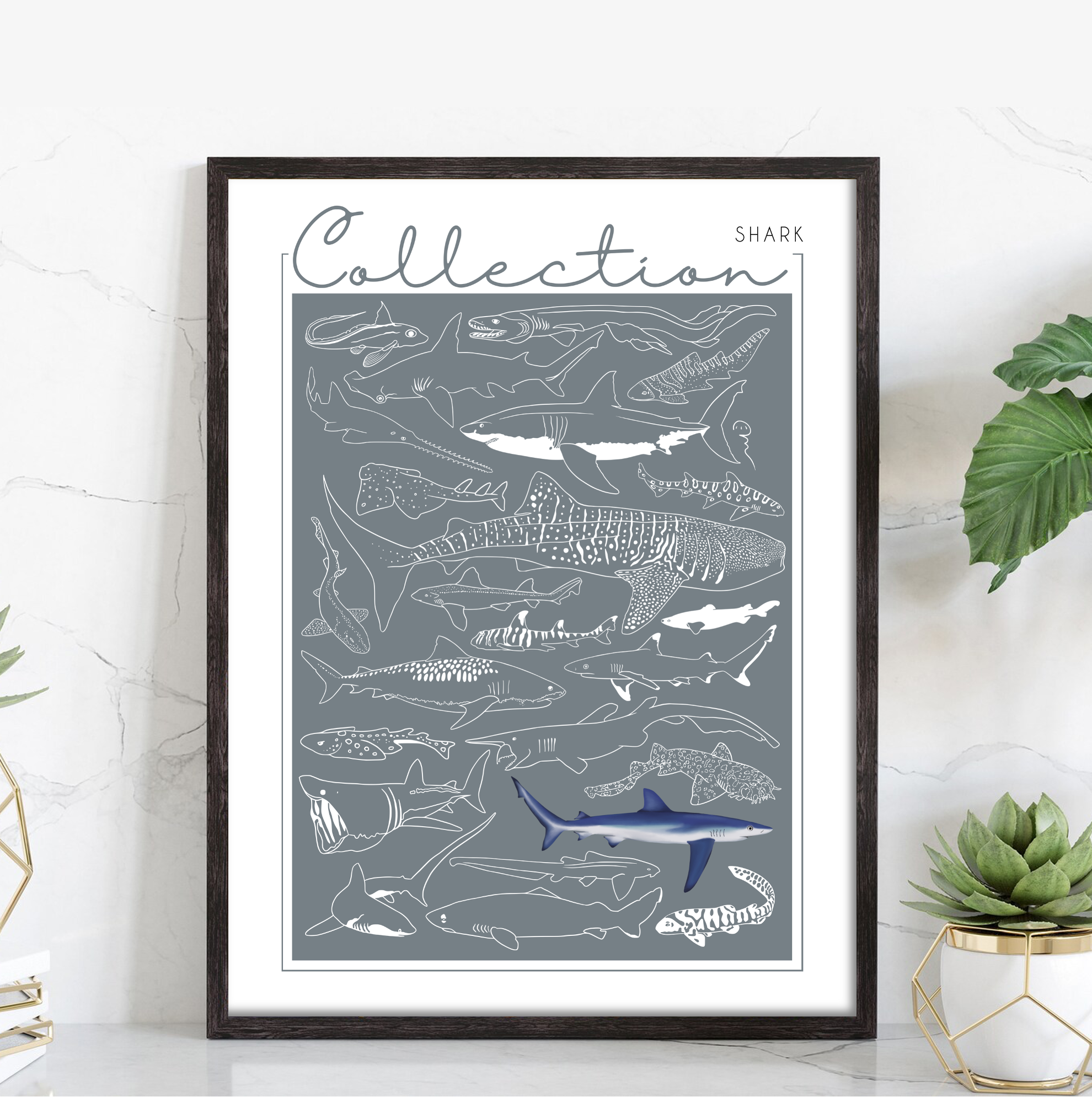 Collection - Shark – Image 2
