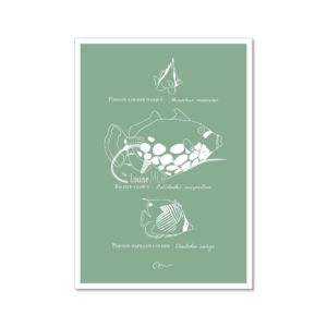 Espèces - Poissons