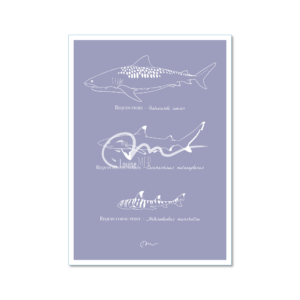 Espèces - Requins