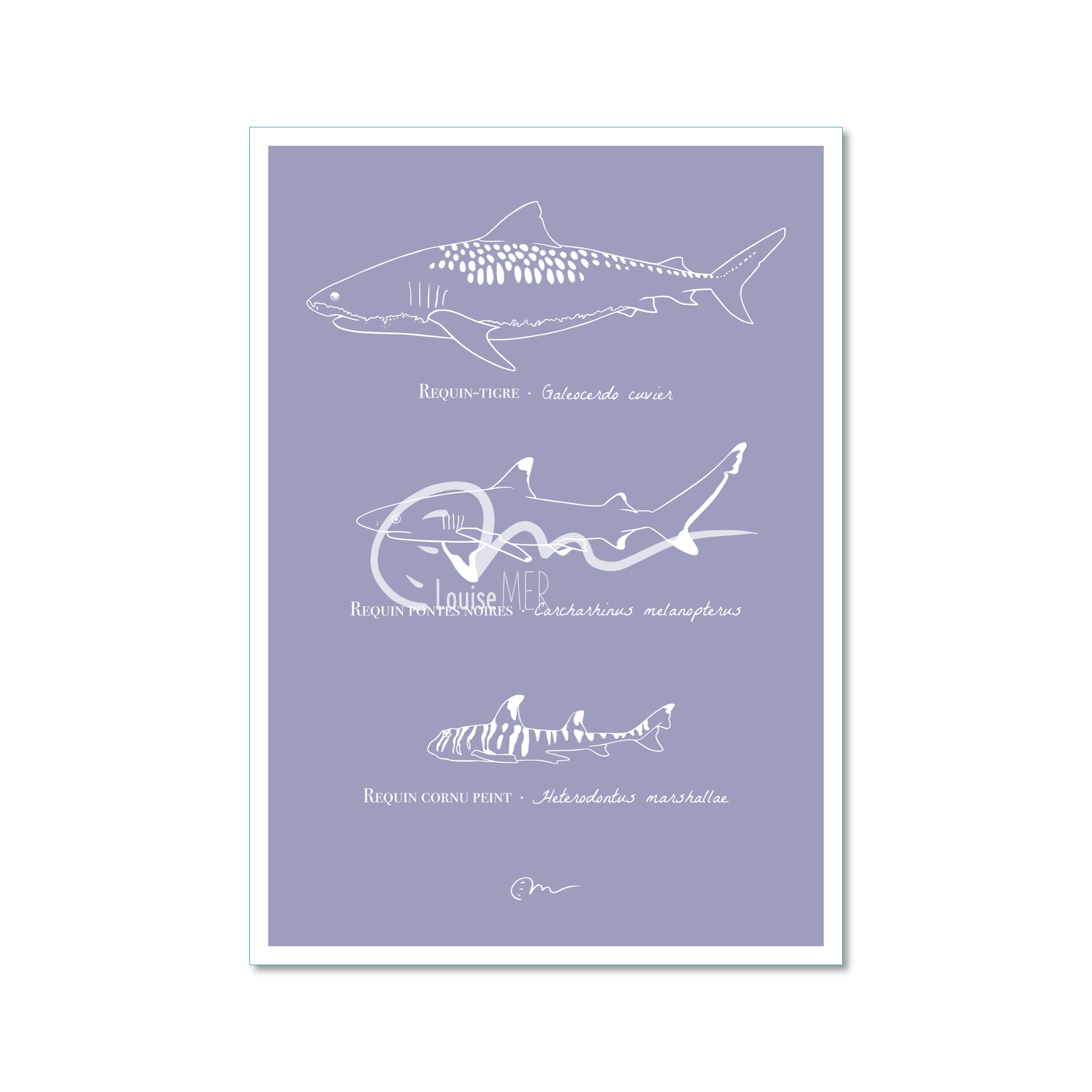 Espèces - Requins