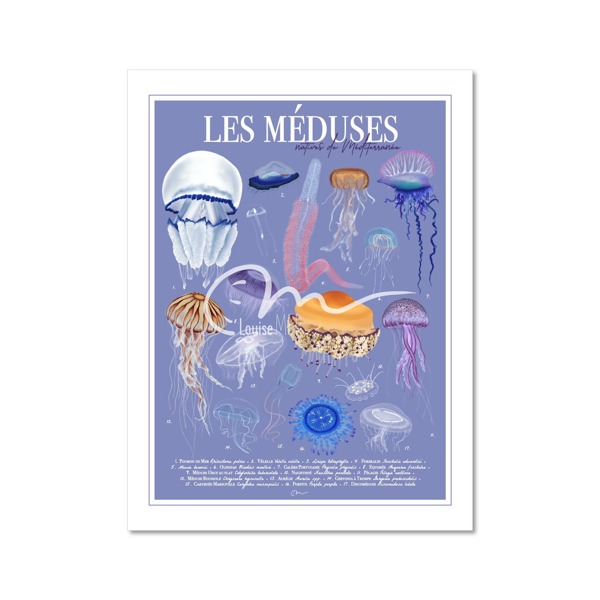 Méduses - Méditerranée