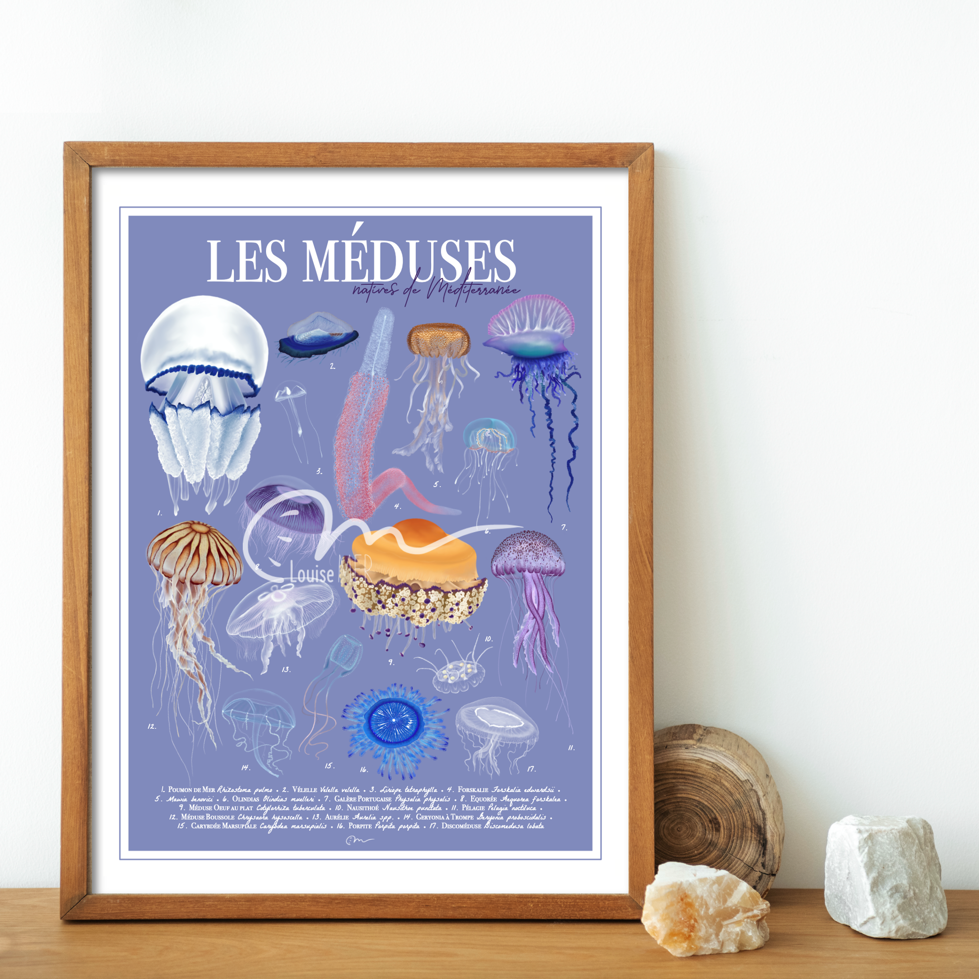 Méduses - Méditerranée – Image 2